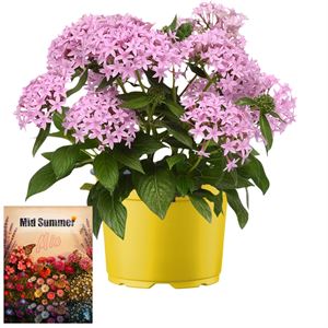 Afbeelding van Ms P12 Pentas Lavender